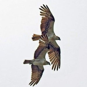 Meet your Posher, Anne